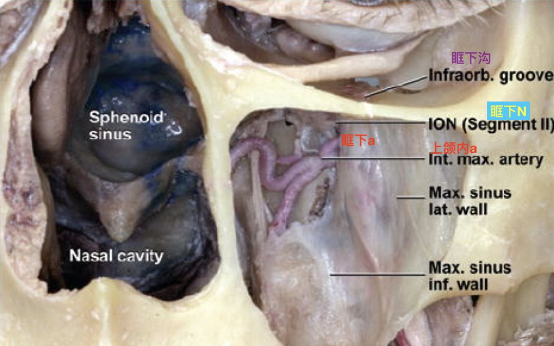 脑血管解剖学习笔记第15期:眶下动脉