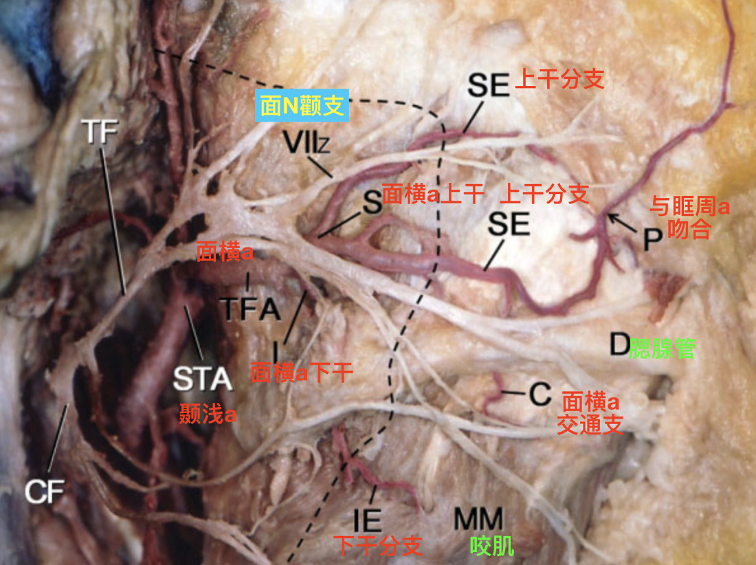脑血管解剖学习笔记第17期:面横动脉