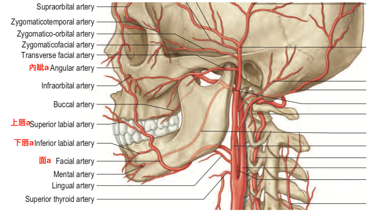 头颈部动脉一览示意图,着重看面动脉及其主要分支(standring, 2016).