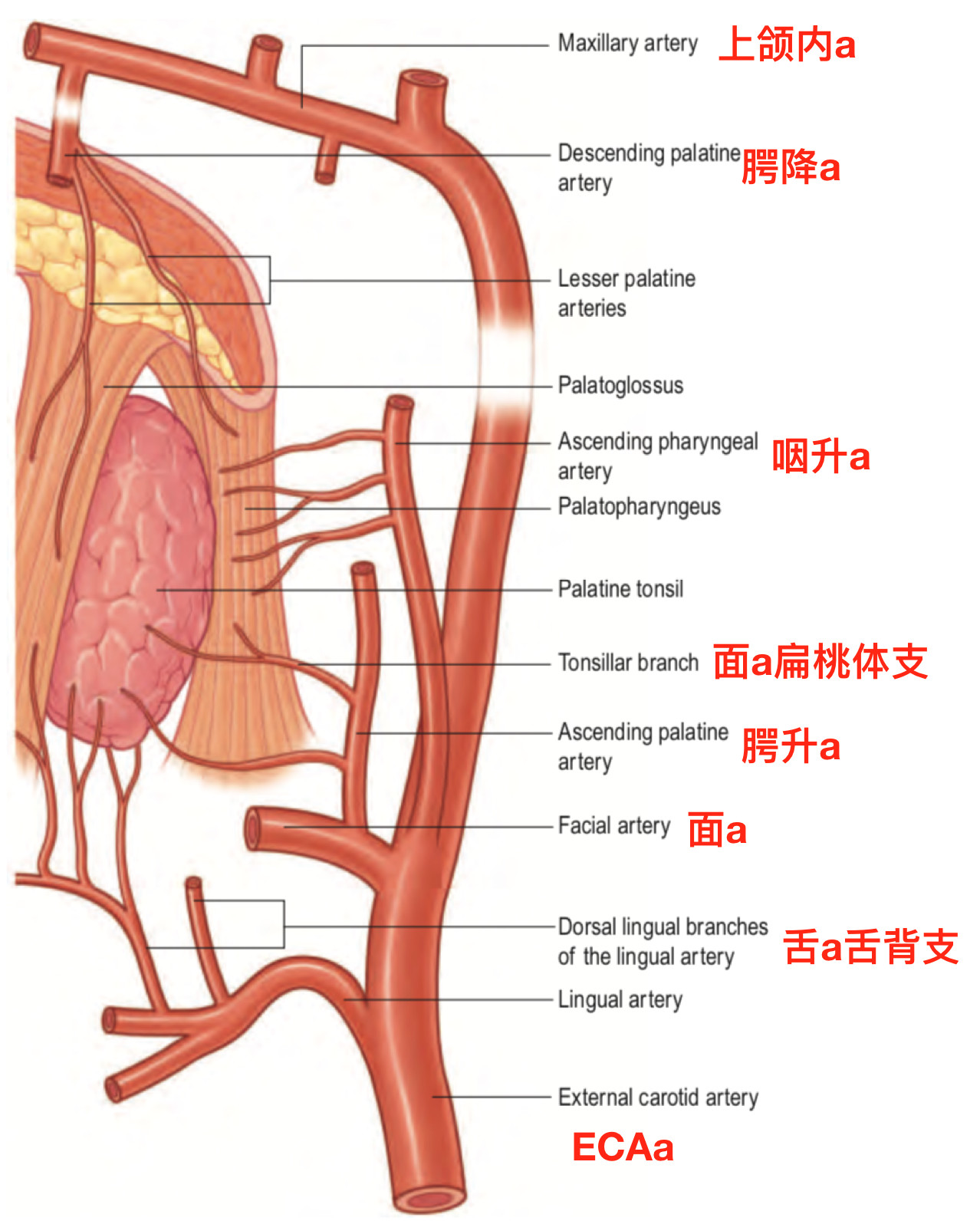 正文 腭扁桃体主要供血动脉示意图(standring, 2016).