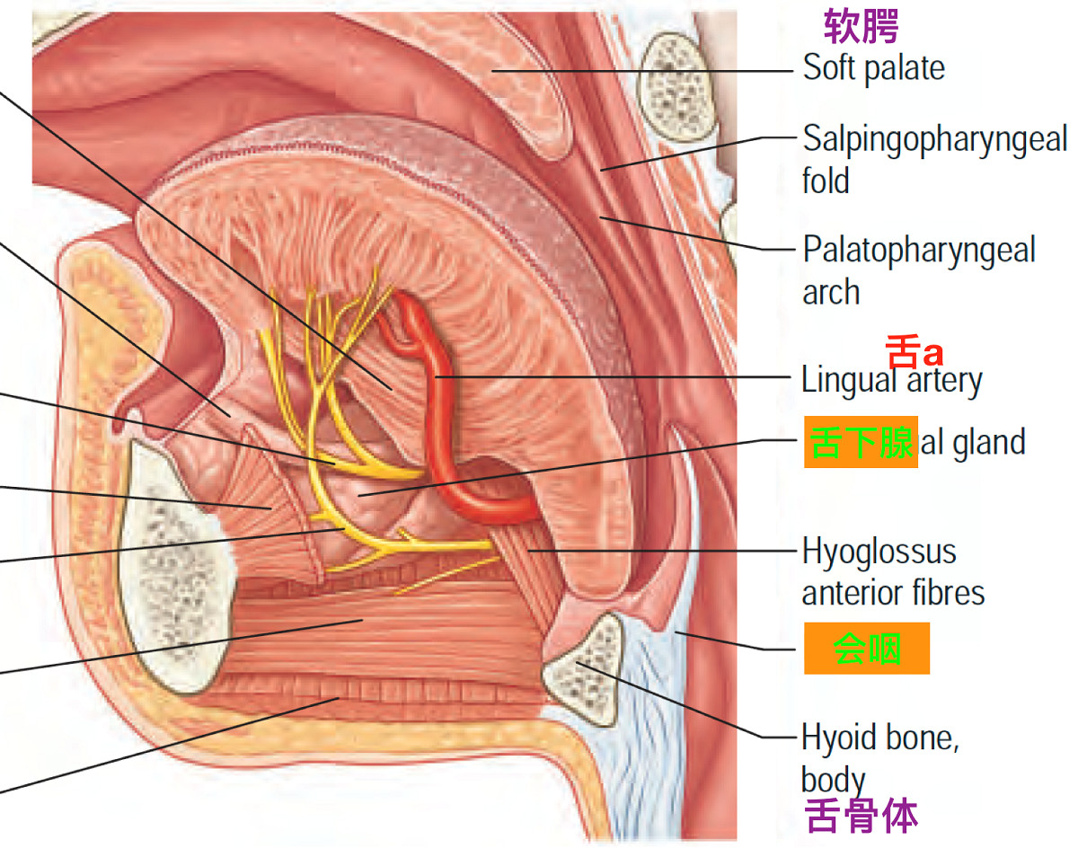 侧位观察舌动脉与舌,舌骨,口腔底面的关系示意图(standring,2016).