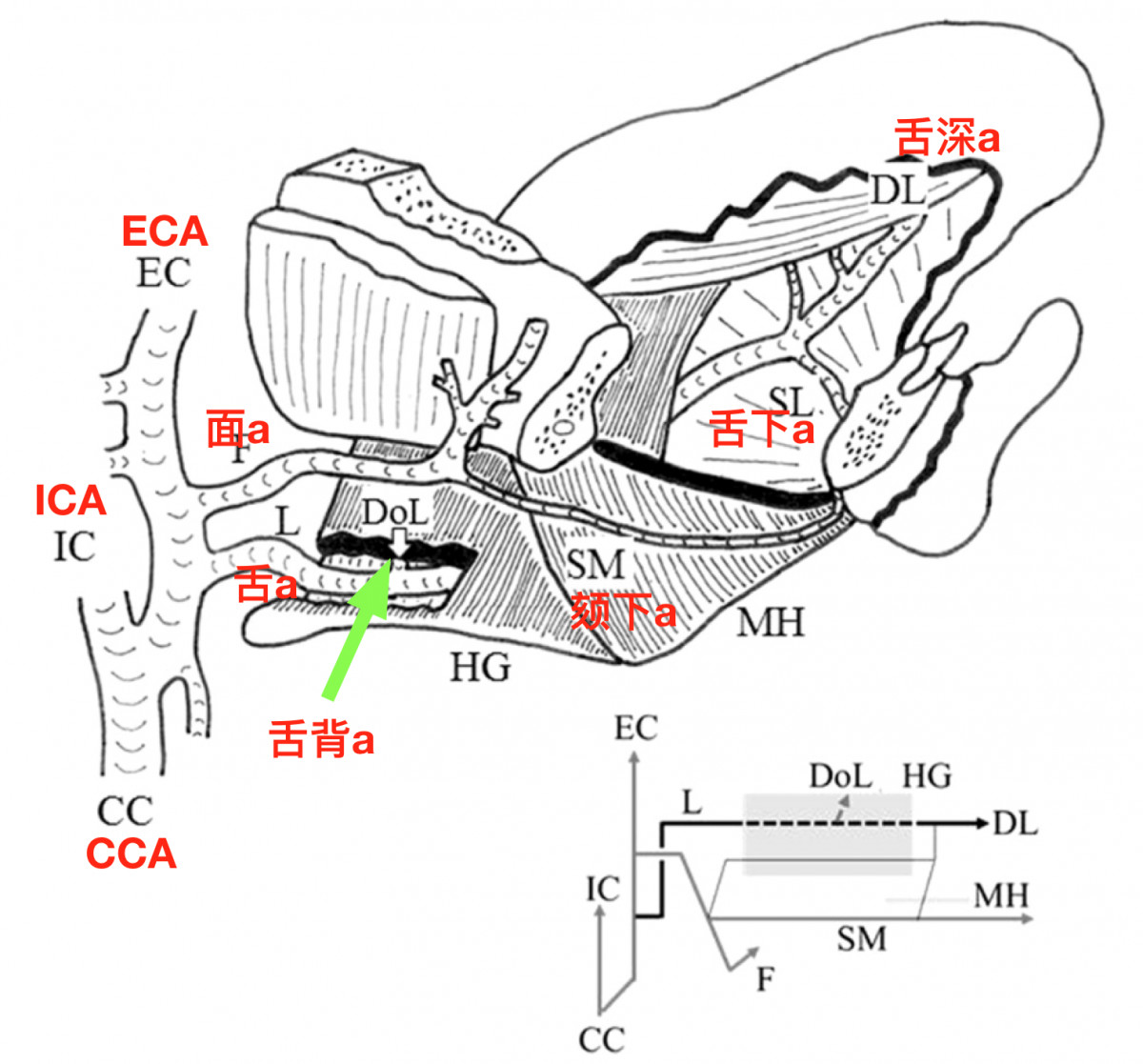 面动脉和舌动脉的解剖结构示意图,显示舌动脉的主要分支(seki2017).
