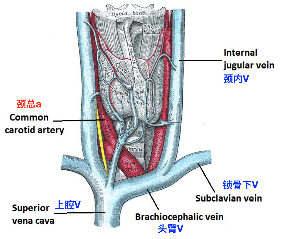 262.腋窝的动脉-系统解剖学-医学