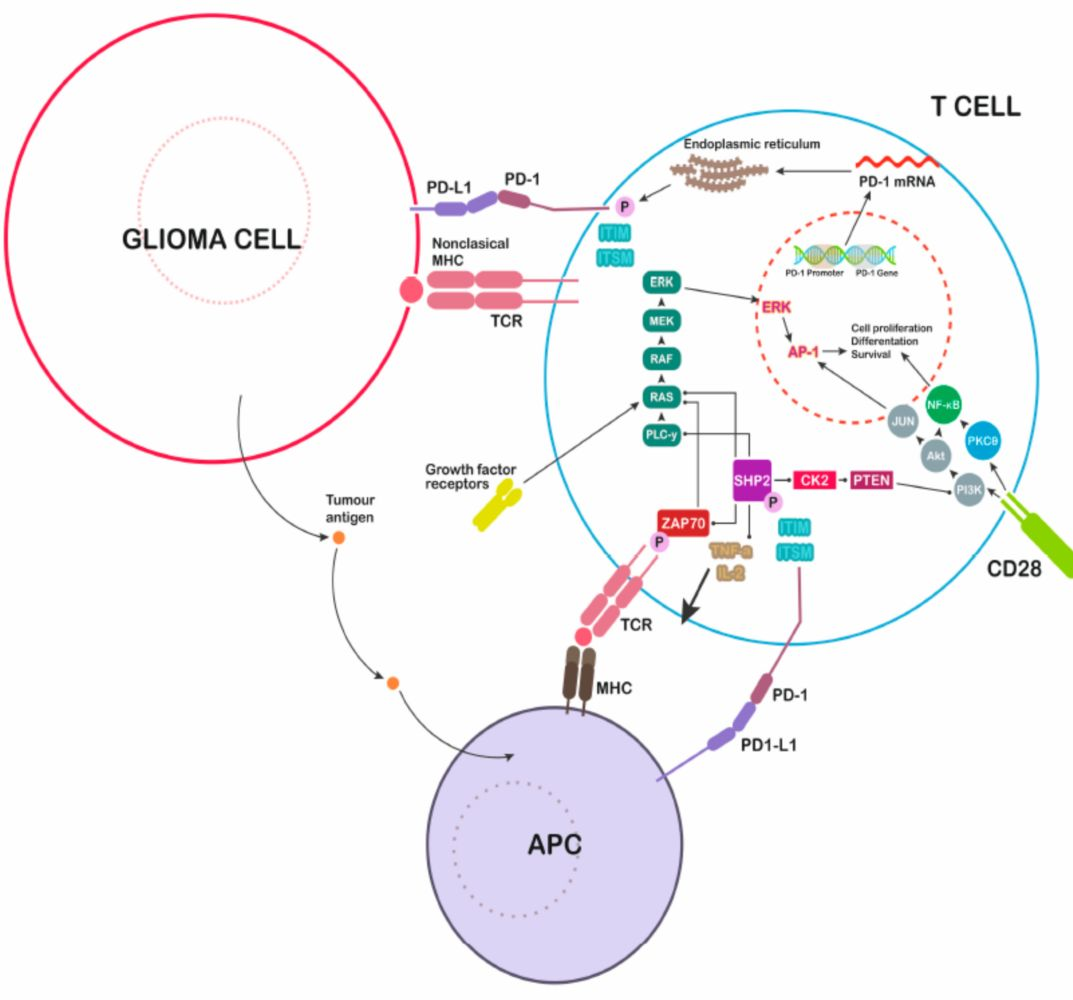 gbm中的pdl1pd1轴