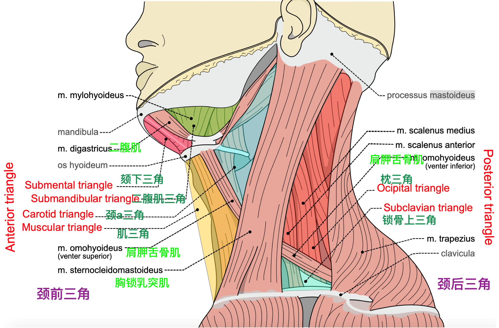 由肩胛舌骨肌的下腹分为两个三角:枕三角(occipital triangle):位于