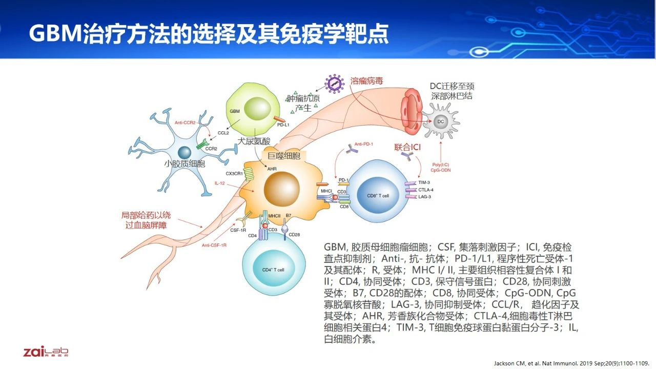 闫婧主任免疫治疗的耐药机制基于胶质母细胞瘤