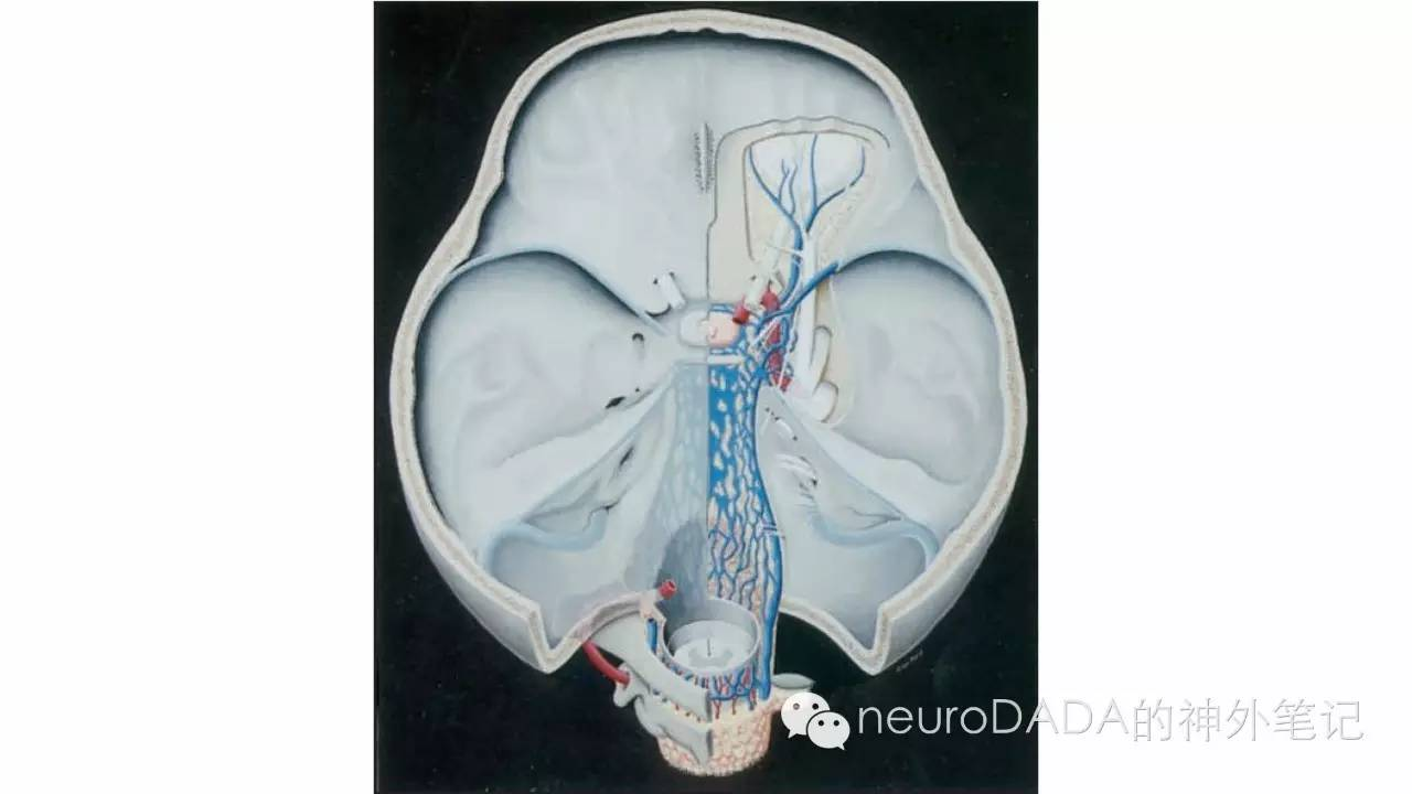 存在一个完整的硬膜间腔隙——最顶端为眶内容物,向下在颅内有海绵窦