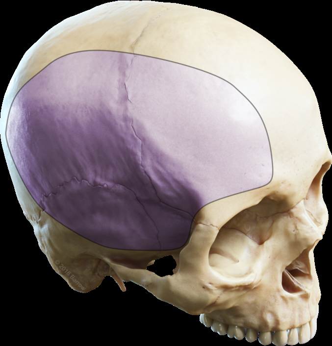 nexus手术技巧丨第六十五期:半球去骨瓣减压治疗穿通