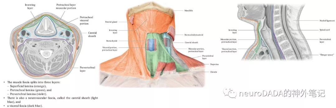 茎突隔膜——头颈部筋膜大乱斗(上)