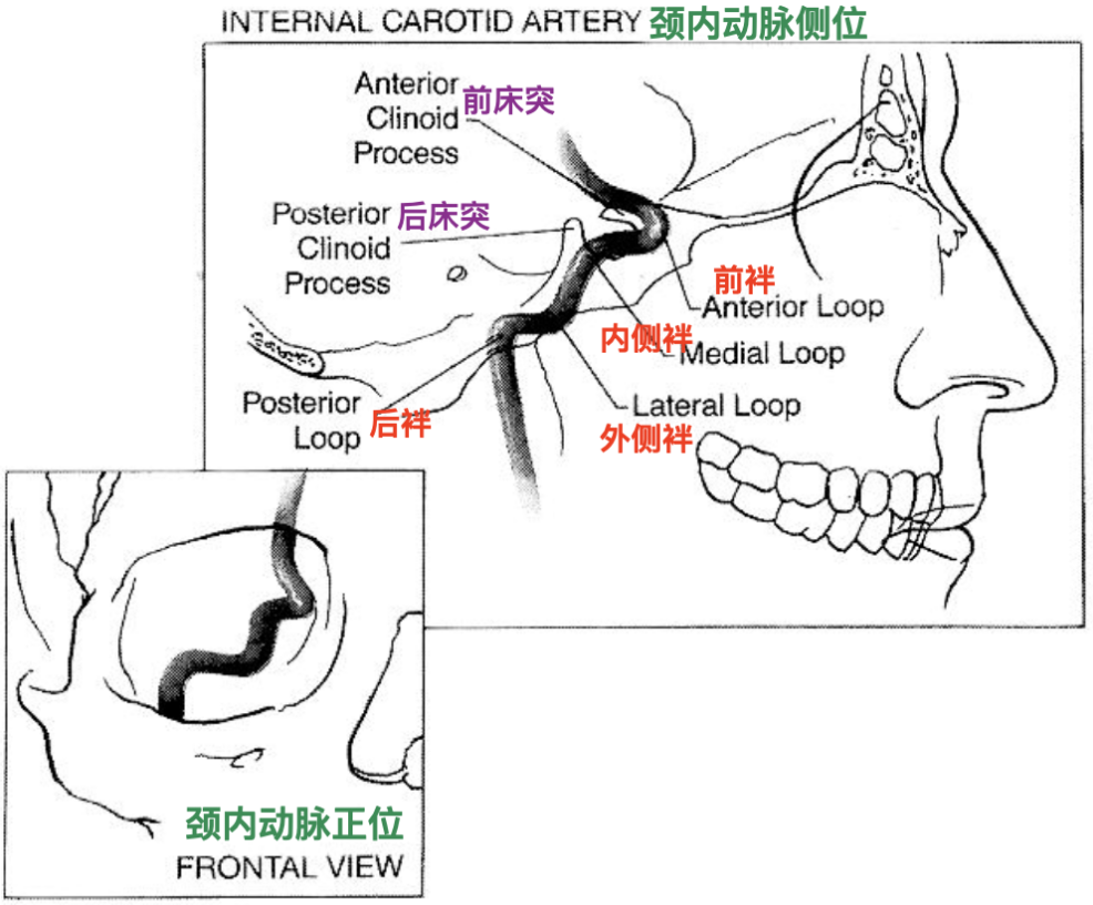 脑血管解剖学习笔记第35期:颈内动脉海绵窦段解剖