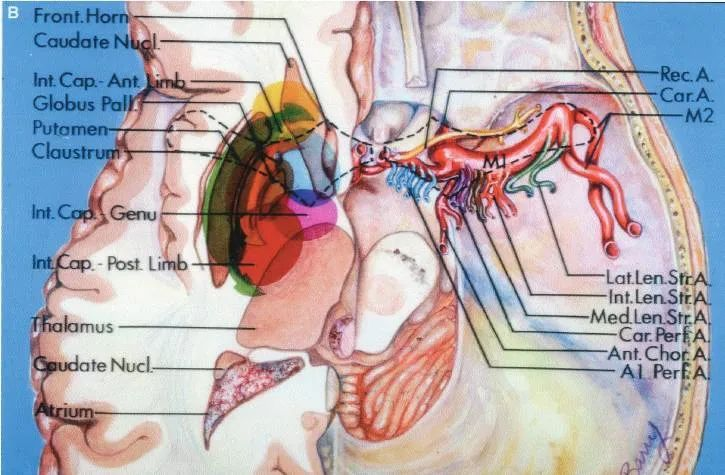 【rhoton】前穿质的穿支动脉及相关解剖
