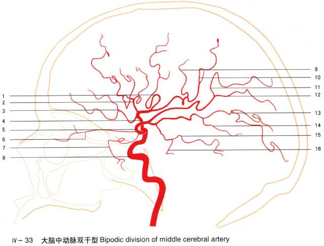 大脑中动脉的分段图解