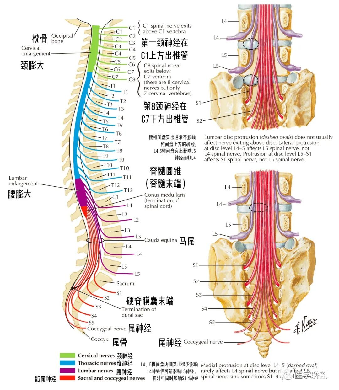 脊髓,脊柱,脊神经高清解剖图