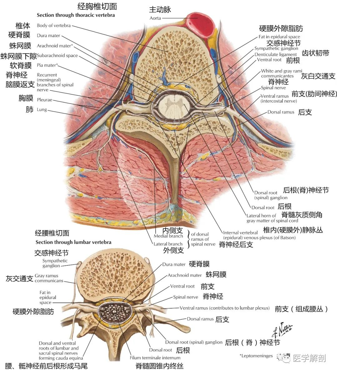 资讯文章 正文 图1:腰椎后面观 图4:多裂肌(位于棘突与横突间),腰方肌