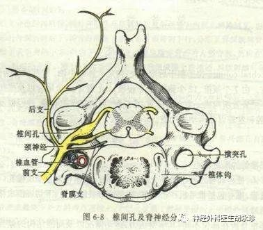 腰椎间孔内的那些神秘结构