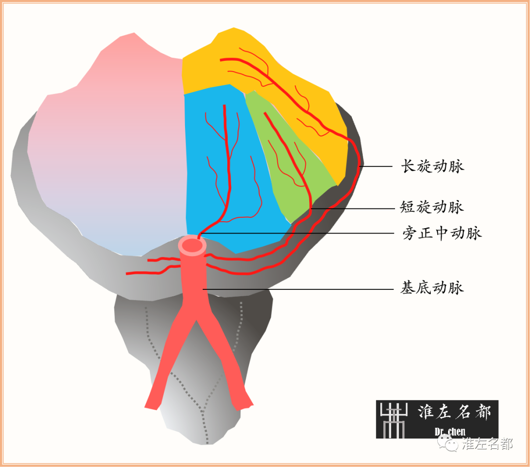脑桥支是基底动脉发出供应脑桥组织血液的许多小分支的总称,分为三组
