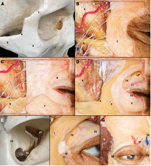 眶部的显微解剖