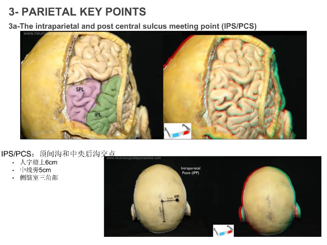 颅骨与皮质重要功能区颅骨测量