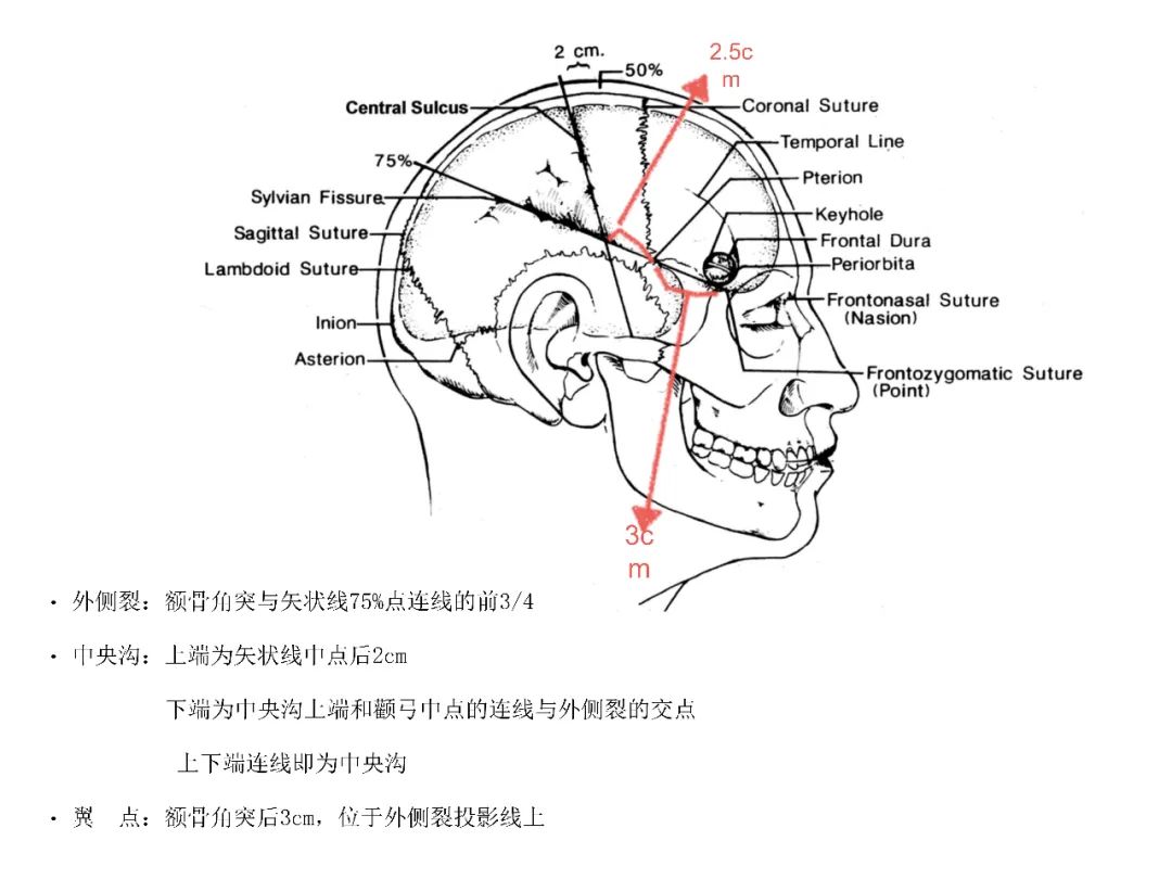 颅骨与皮质重要功能区颅骨测量