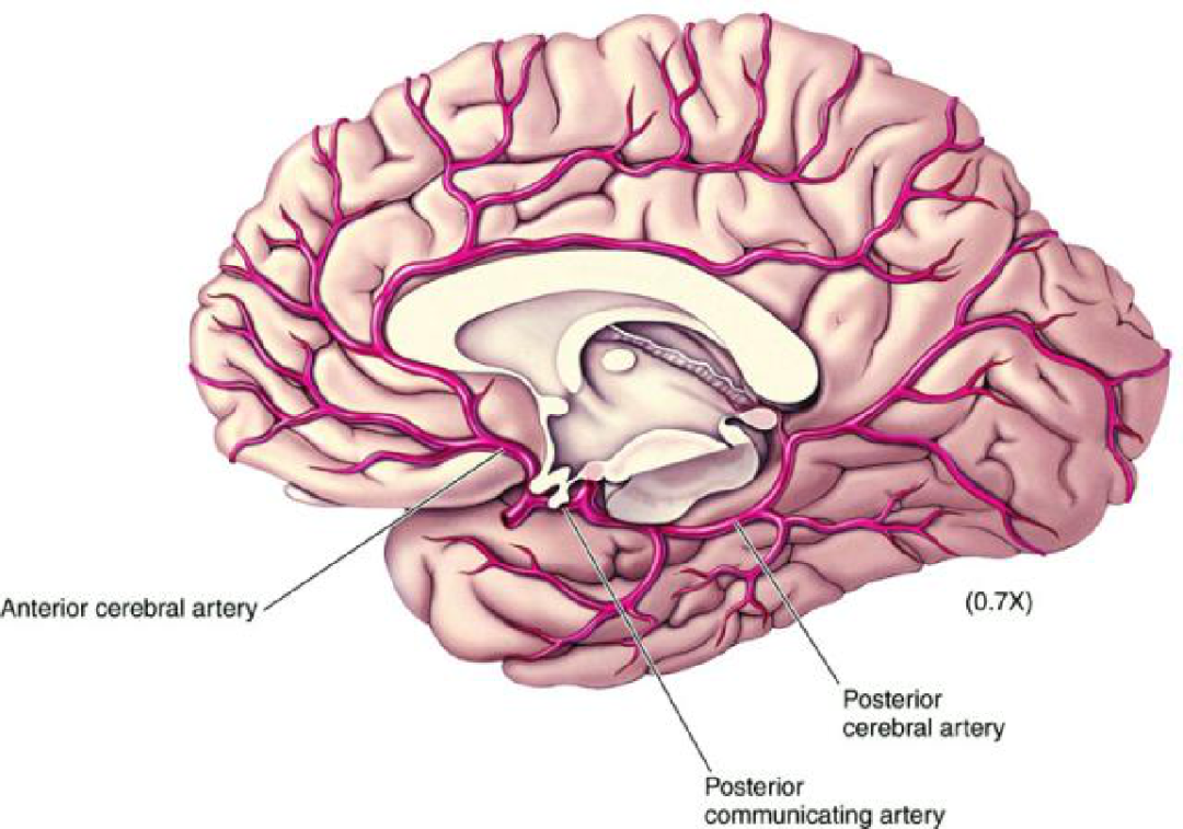 脑血管解剖与影像检查