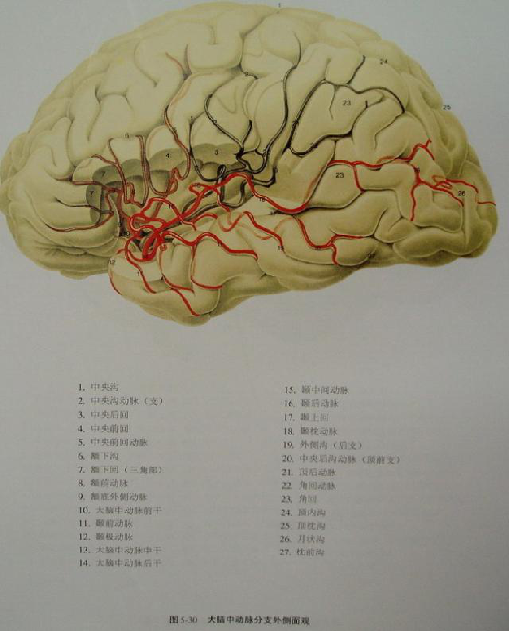 脑血管解剖与影像检查