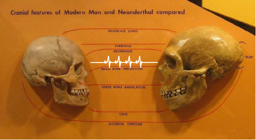 图2. 现代人与尼安德特人头骨比较