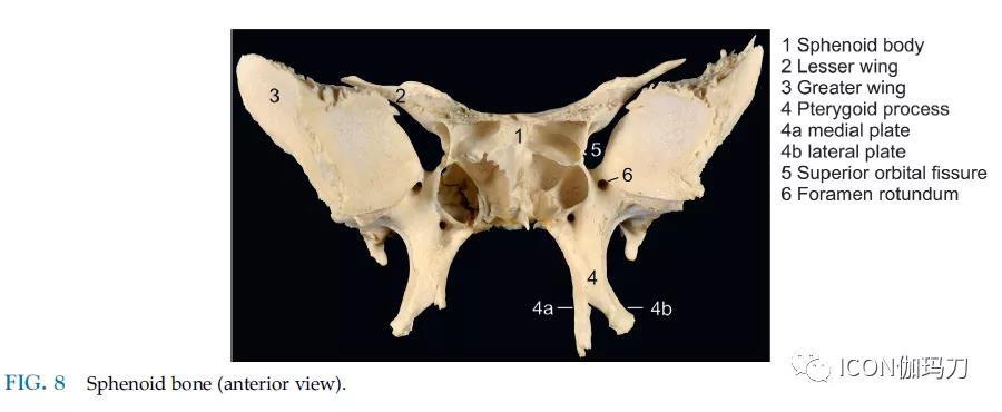 表1前.中颅窝的相关孔及横跨结构 (1. 蝶骨体;2.小翼;3.大翼;4a.