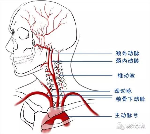 颈部血管走形图谱图片