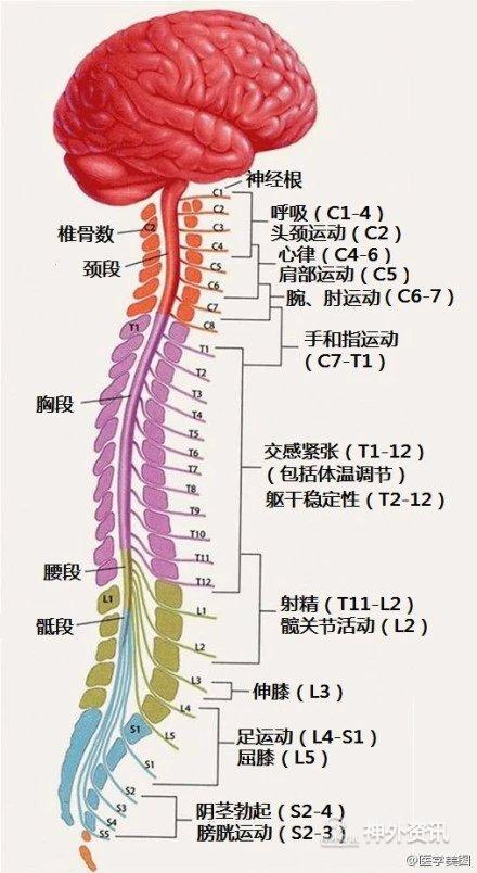 滑车神经交叉支配图片