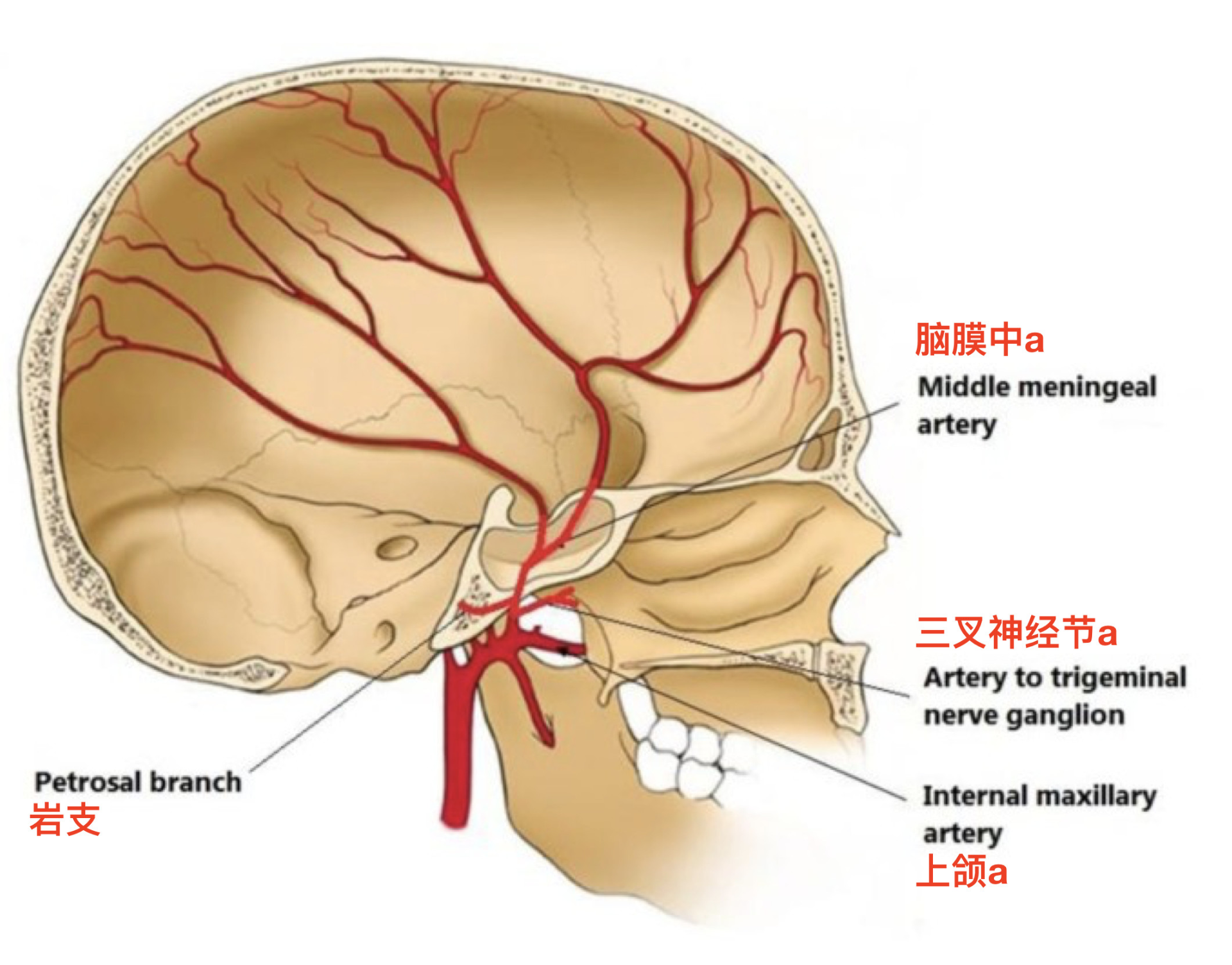 脑膜中动脉体表投影图片