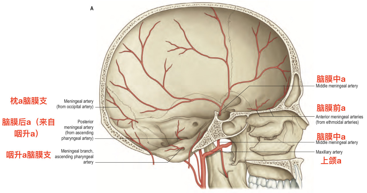 大脑中动脉上干图片