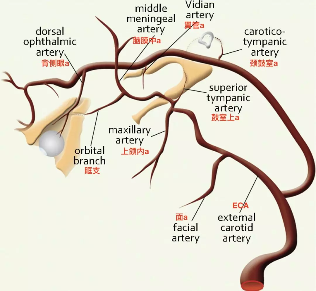 一文读懂脑血管解剖知识|脑血管|解剖|大脑|结构|-健康界