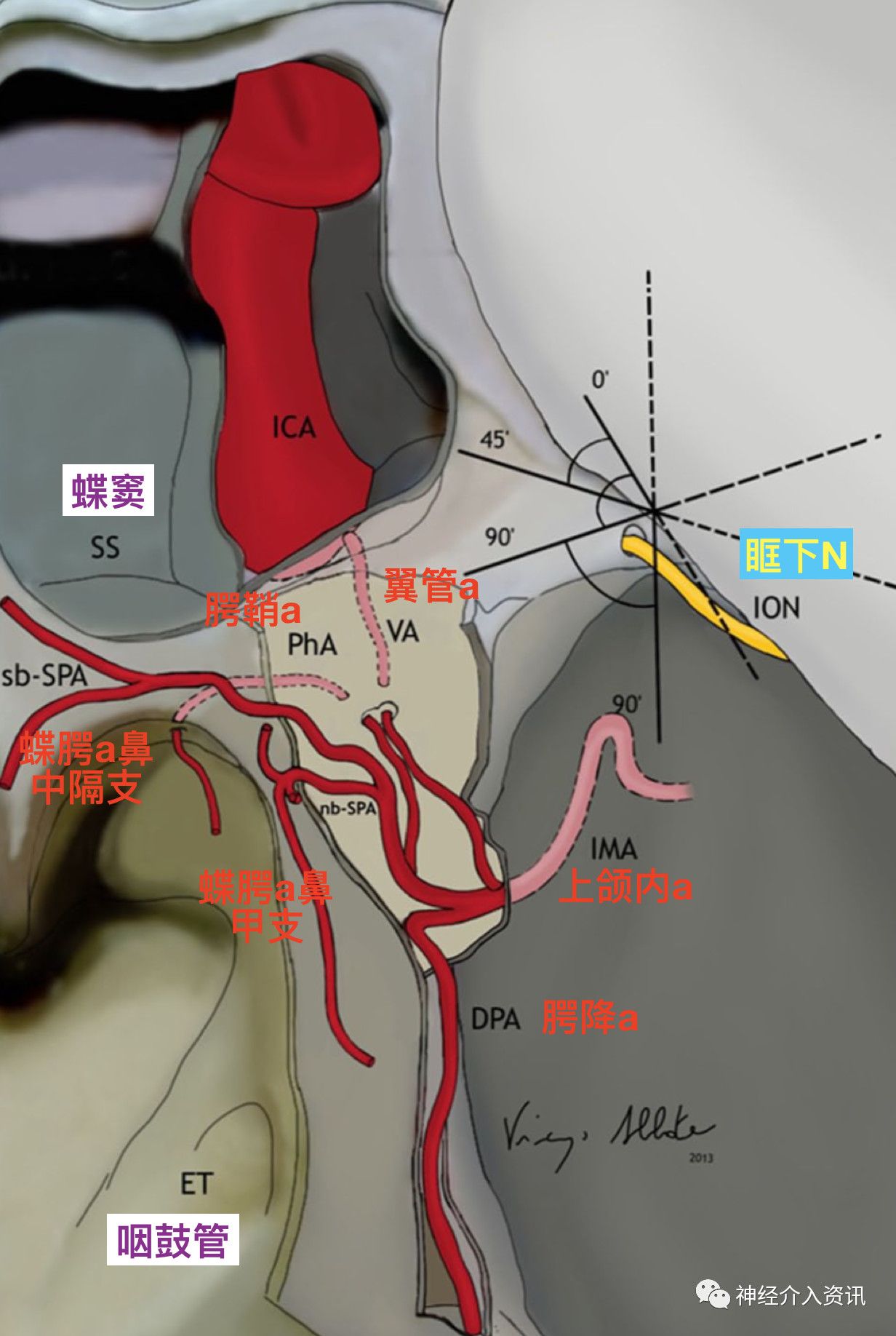 脑血管解剖学习笔记第10期：翼腭窝和上颌内动脉 - 知乎