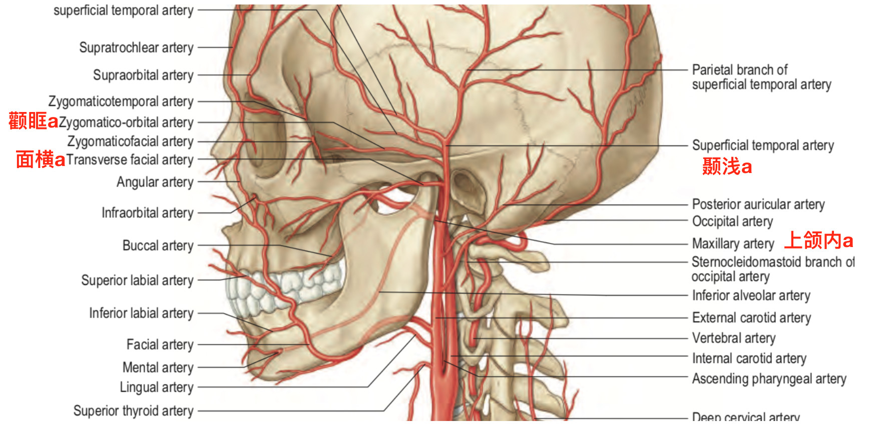 脑血管解剖学习笔记第19期：面动脉颈部走行和分支 - 脑医汇 - 神外资讯 - 神介资讯