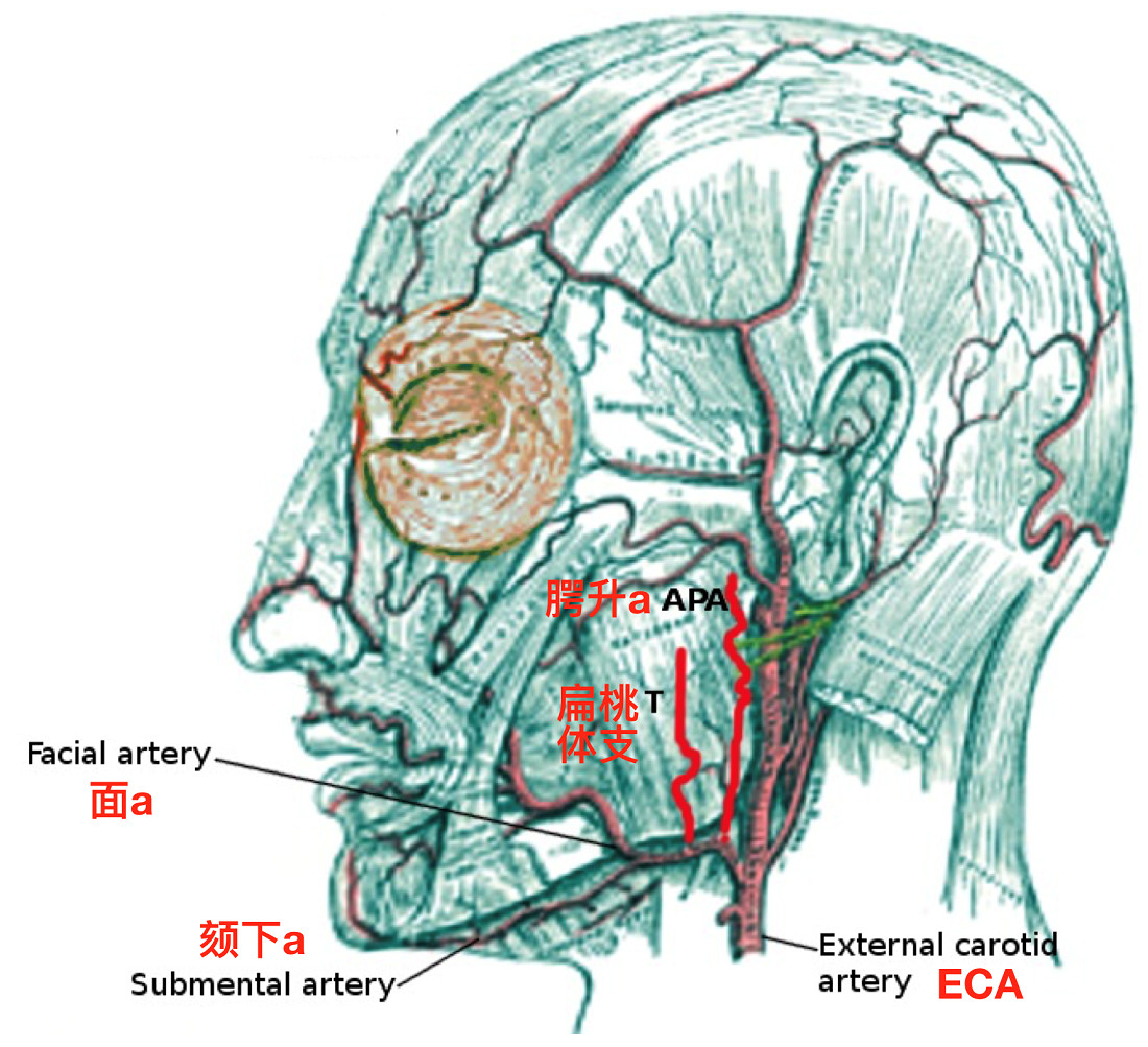 脑血管解剖学习笔记第18期：颧眶动脉 - 脑医汇 - 神外资讯 - 神介资讯
