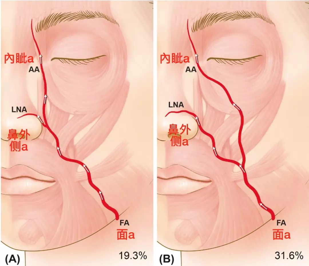 面部动脉分布图图片
