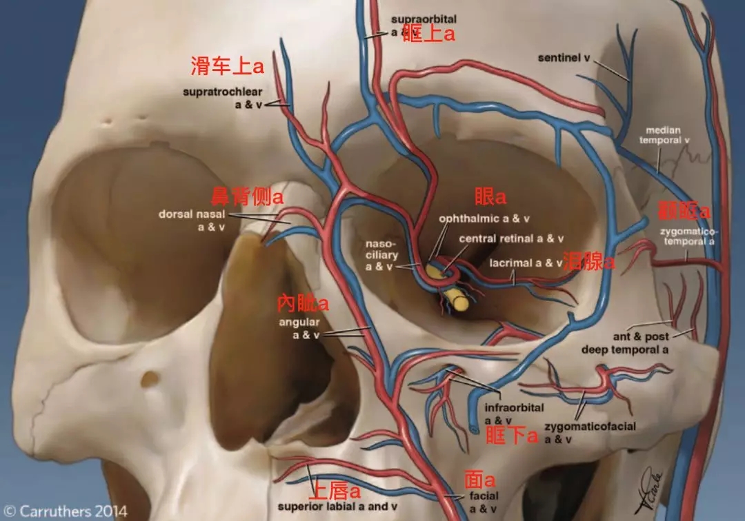 面部动脉分布图图片