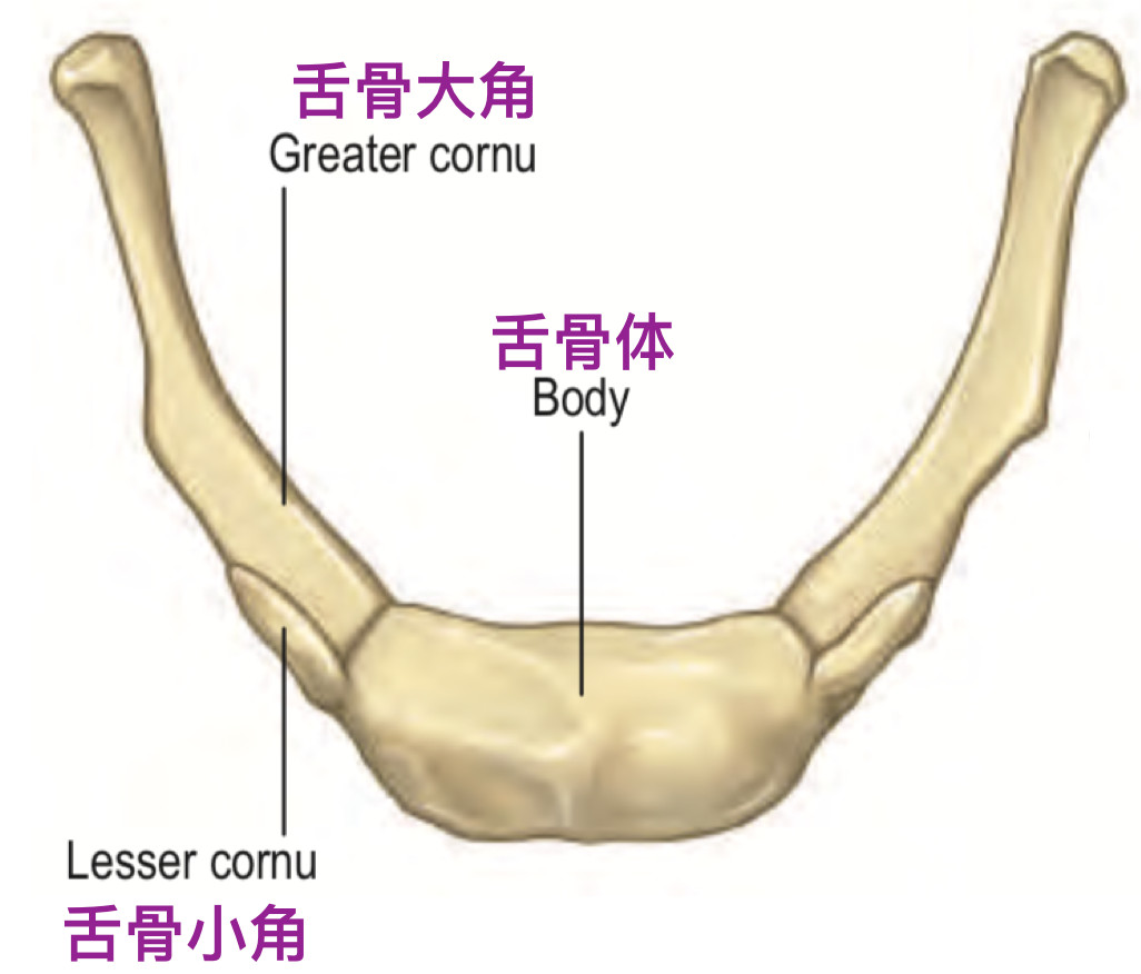 舌骨在哪个位置图片图片