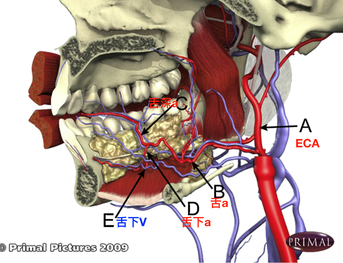 舌动脉及其分支图图片