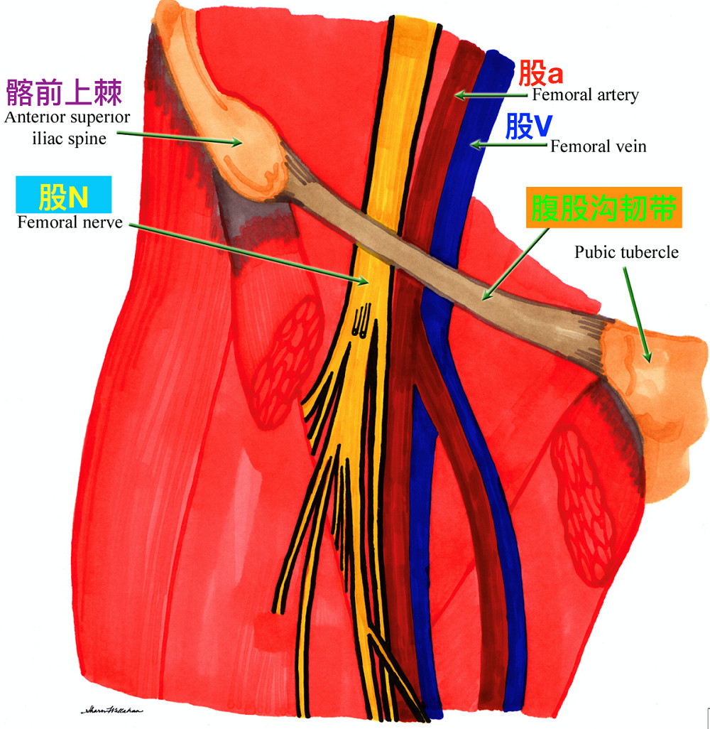 垂直静脉解剖示意图图片