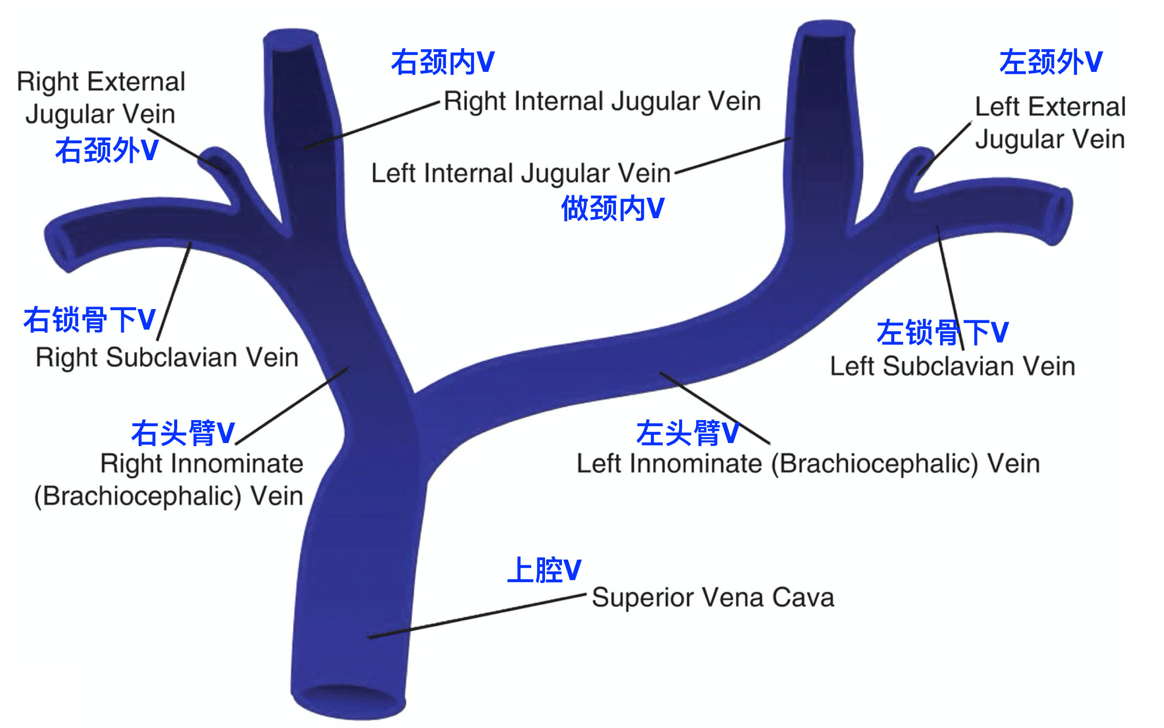 8张图掌握脑血管静脉系统解剖 - 知乎
