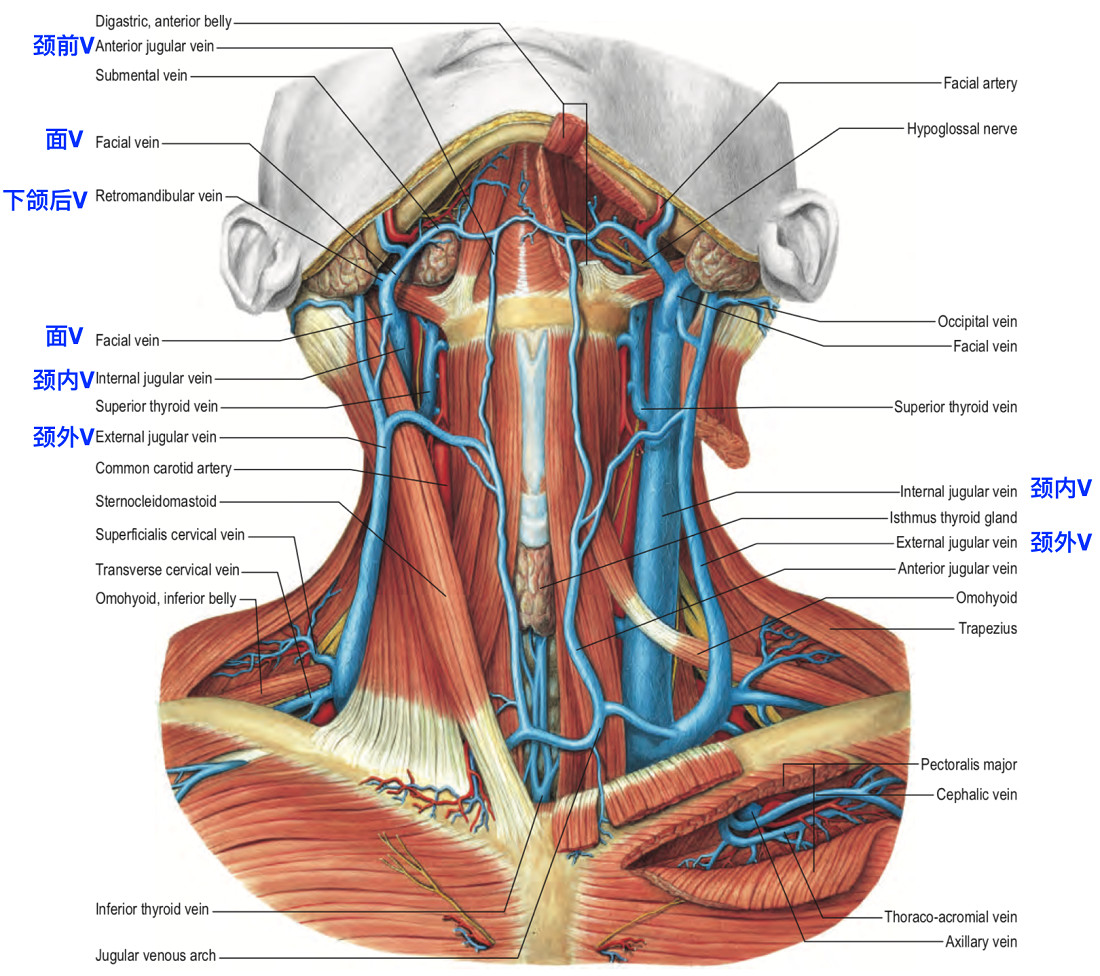脑血管解剖学习笔记第24期颈部静脉概述