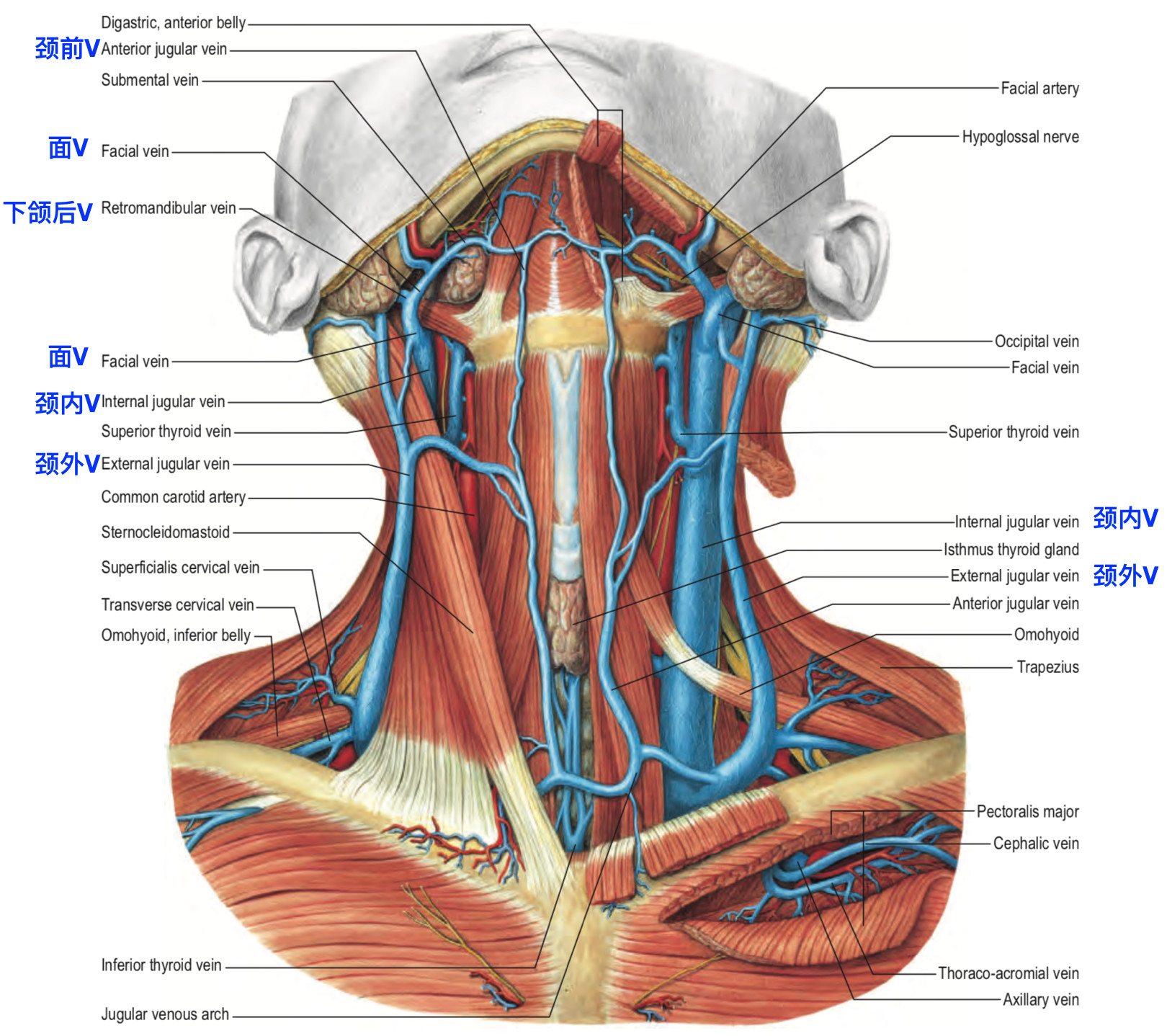 颈静脉的位置图片