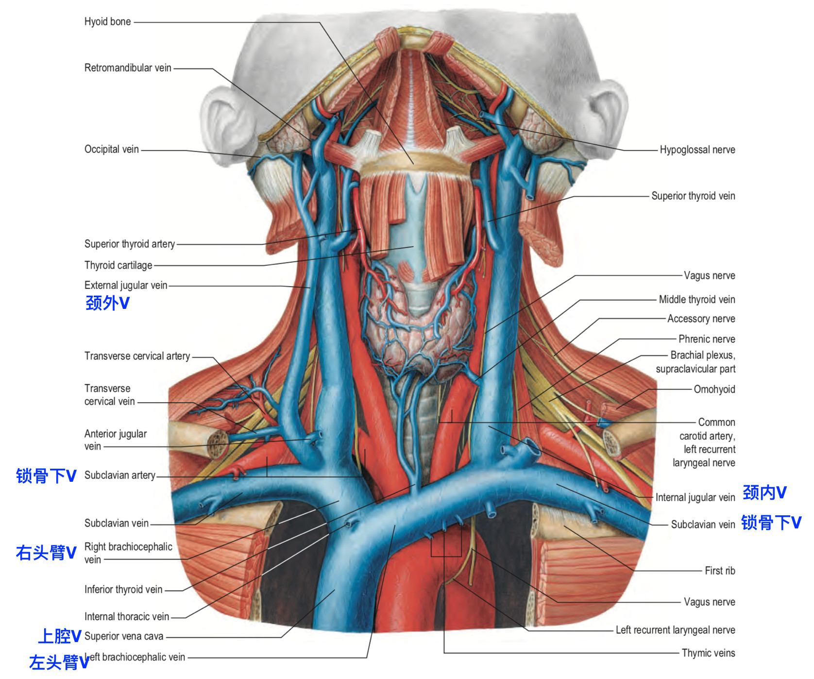 颈前静脉解剖图图片