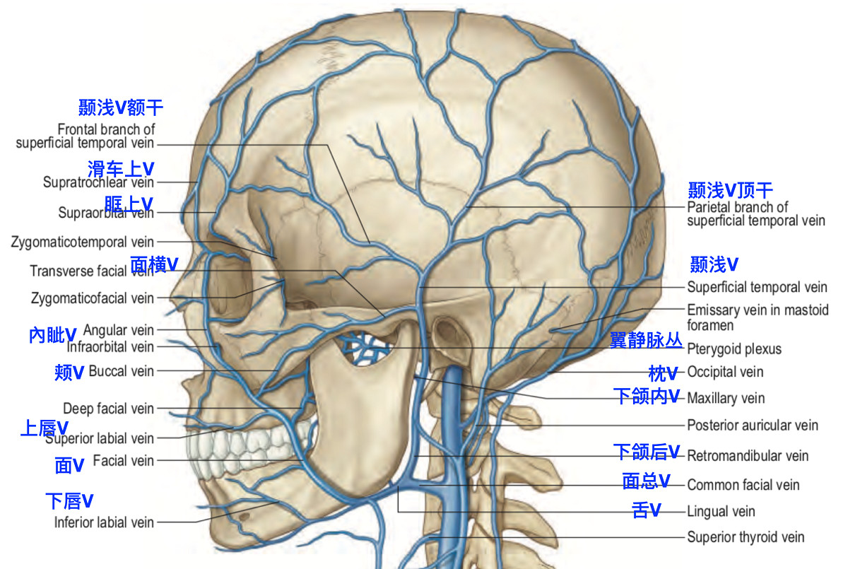 图1-17 头面部动、静脉铸型(侧面观4)-特种医学-医学