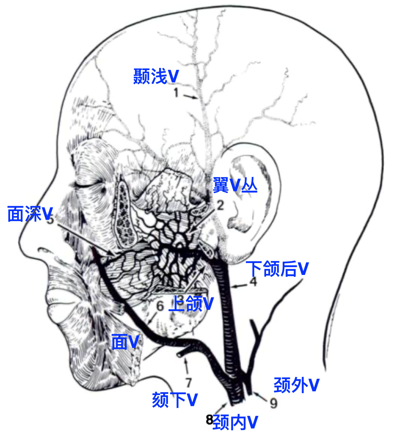 脑血管解剖学习笔记第43期：眼动脉大体解剖 - 脑医汇 - 神外资讯 - 神介资讯