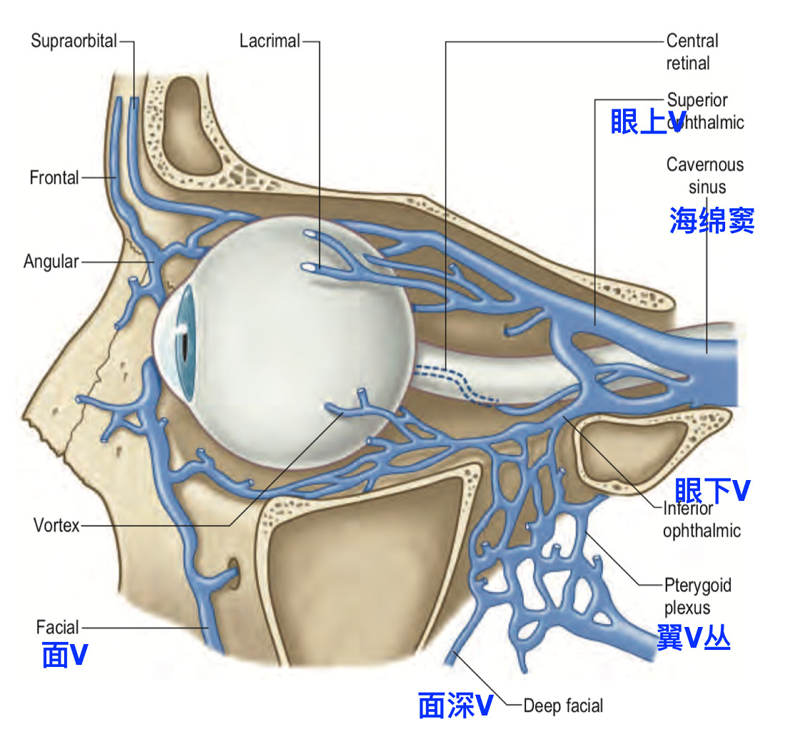 脑血管解剖学习笔记第26期:翼静脉丛大体解剖