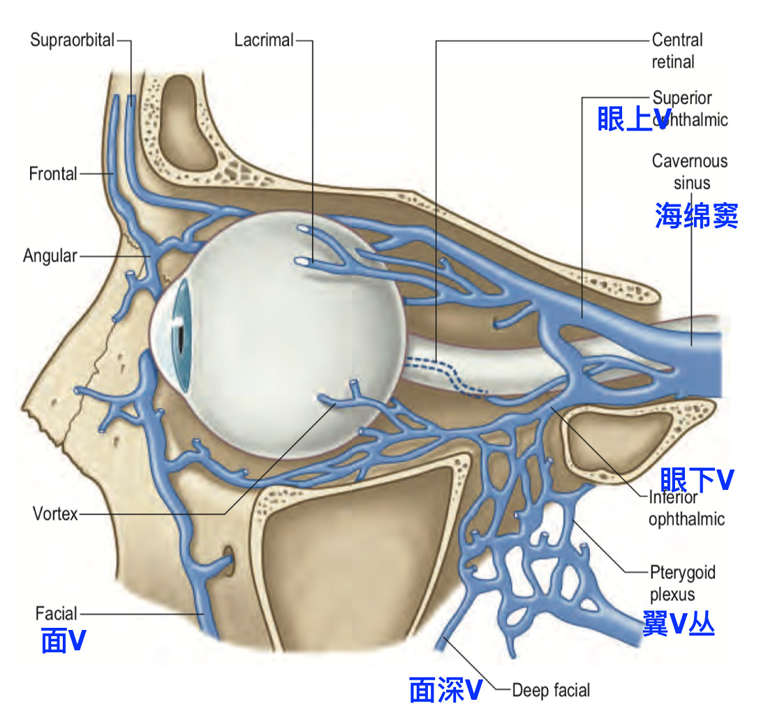 眼静脉解剖图片