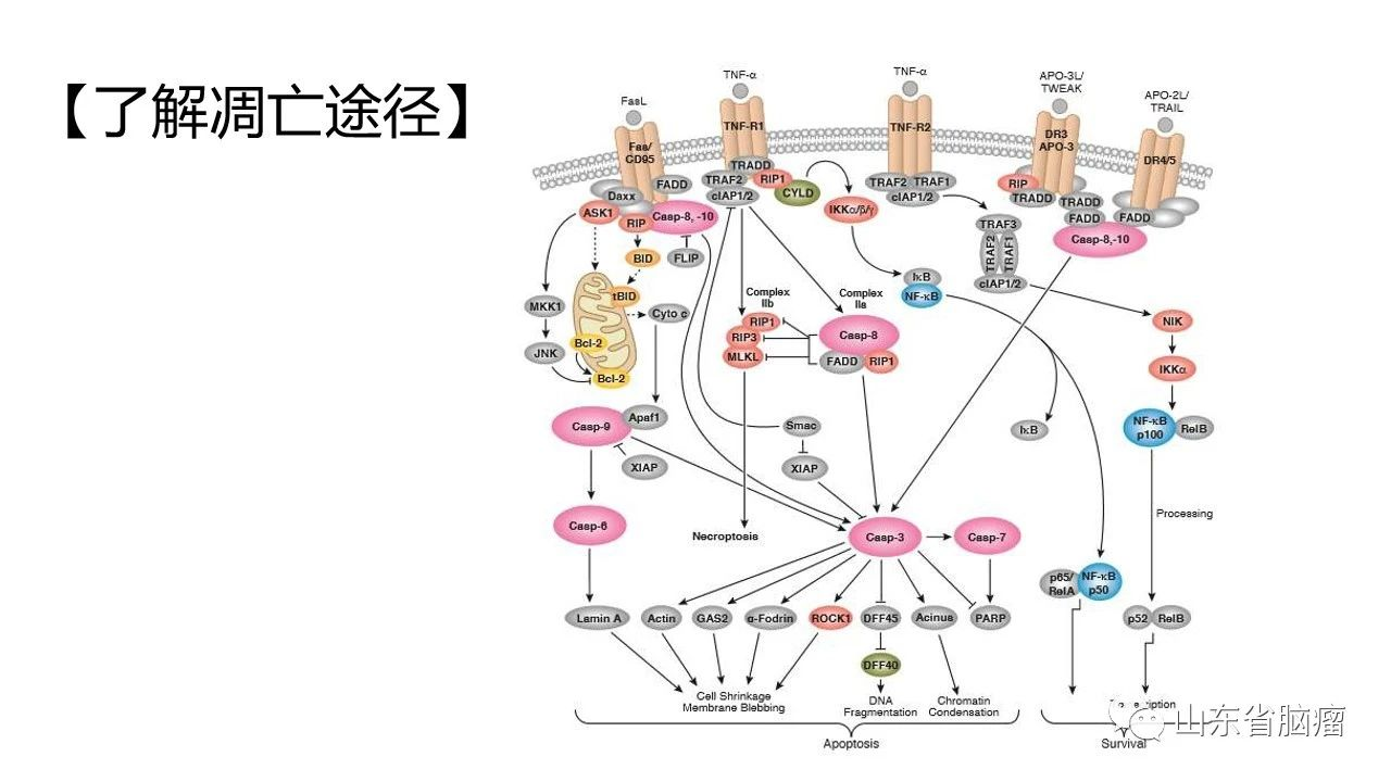 胶质瘤疫苗survaxmsurvivin图解