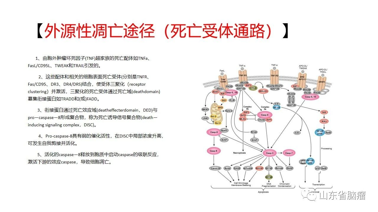 胶质瘤疫苗survaxmsurvivin图解